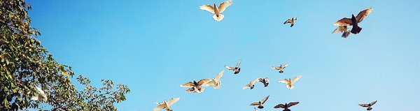 ©pixabay fliegende Tauben